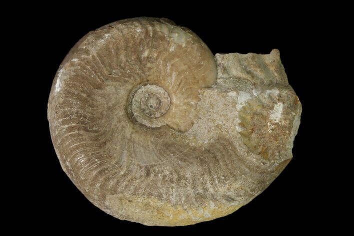 Aalenian Ammonite (Ludwigia) Fossil - France #152744